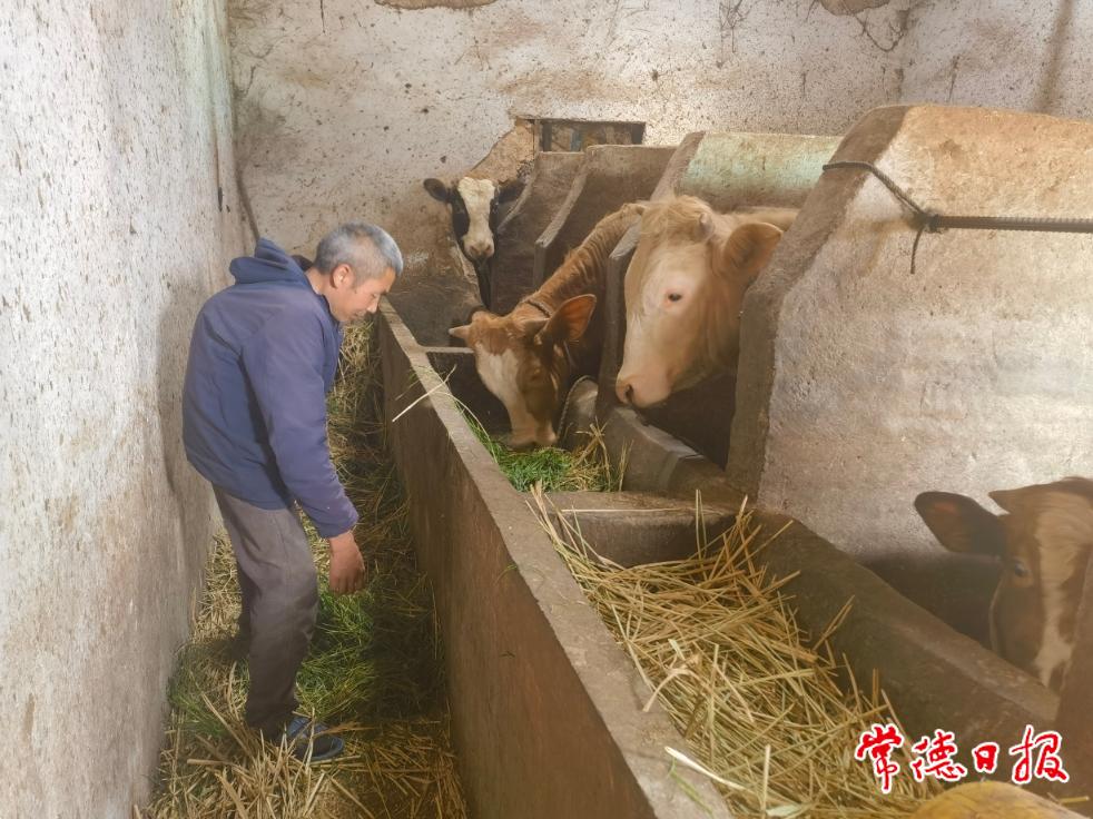 5月11日，羅抗軍給黃牛喂飼料.jpg